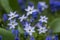 Ipheion uniflorum Wisley Blue spring starflower flowers in bloom, small light bulbous springtime flowering plant