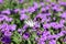 Iphiclides Podalirius butterfy on Verbena Venosa gillies & hook flower