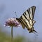 Iphiclides podalirius, Scarce swallowtail