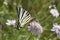 Iphiclides podalirius, Scarce swallowtail, Sail swallowtail