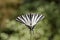 Iphiclides podalirius, Scarce swallowtail, Sail swallowtail, Pear-tree swallowtail