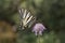 Iphiclides podalirius, Scarce swallowtail, Sail swallowtail, Pear-tree swallowtail