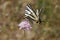 Iphiclides podalirius, Scarce swallowtail, Sail swallowtail, Pear-tree swallowtail