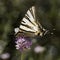 Iphiclides podalirius, Scarce swallowtail, Sail swallowtail, Pear-tree swallowtail from Southern France