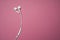 iPhone Apple Earpods, Airpods white earphones, headphones for listening to music and podcasts. Isolated pink background. Budapest