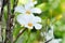 ipladenia or Mandevilla x amabilis or Hort Buck or Alice du Pont or Apocynaceae plant or white flower