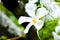 ipladenia or Mandevilla x amabilis or Hort Buck or Alice du Pont or Apocynaceae plant or white flower
