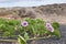 Ipomea pes-caprae plant by the sea