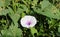 Ipomoea aquatica white fresh flower in the outdoor park.