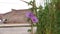 Ipomoea bush morning glory climbing on sugar-cane branches.