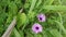 Ipomoea bush morning glory climbing on sugar-cane branches.