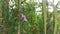 Ipomoea bush morning glory climbing on sugar-cane branches.