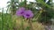 Ipomoea bush morning glory climbing on sugar-cane branches.