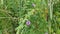 Ipomoea bush morning glory climbing on sugar-cane branches.