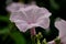 Ipomoea cairica