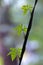 Ipomoea cairica (I. palmata)