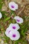 The Ipomoea cairica (L.) Sweet