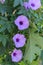 Ipomoea cairica, Railway Creeper. An outstanding colorful of fully blooming flowers, Pinkish purple textures. Soaring over the