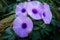 Ipomoea cairica is a vining, herbaceous, perennial plant with palmate leaves and large, showy white to lavender flowers. A species