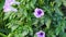 Ipomoea cairica is a vining, herbaceous, perennial plant with palmate leaves and large, showy white to lavender flowers. A species