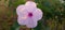 Ipomoea carnea a beautiful pink flower