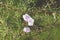 Ipomoea carnea flower with bokeh effect