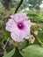 Ipomoea carnea. Ipomoea carnea flowers, the pink morning glory, is a species of morning glory.