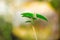 Ipomoea carnea leaves with a blur background