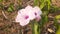 Ipomoea carnea morning glory flower.