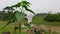 Ipomoea carnea or  morning glory  plant whit flowers.