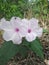 Ipomoea carnea or white buttercup flower plant blooming