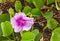 Ipomoea flowers