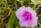 Ipomoea flowers