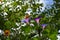 Ipomoea flowers with violet petals in summer garden