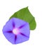 The ipomoea, glory morning flower with leaf