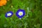 Ipomoea nil is a species of Ipomoea morning glory known by several common names, including picotee morning glory, ivy morning glor