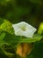 Ipomoea obscura flower with green leaf and soft backlight