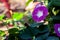 Ipomoea - ornamental flowers, grow on the plot, decorate the yard