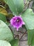 Ipomoea pes-caprae or Bayhops or Goat`s foot or Beach morning glory flower.