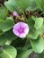 Ipomoea pes-caprae or Bayhops or Goat`s foot or Beach morning glory flower.