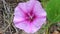 Ipomoea pes-caprae on the beach