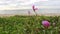 Ipomoea pes-caprae on the beach