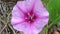 Ipomoea pes-caprae on the beach