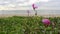 Ipomoea pes-caprae on the beach