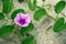 Ipomoea pes-caprae, beach morning-glory, goat`s foot creeper