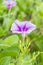 Ipomoea pes-caprae Sweet  or Beach Morning Glory