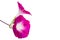 Ipomoea pink flowers