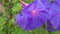 Ipomoea purpurea, flower Morning Glory close up with green leaves.