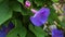 Ipomoea purpurea, flower Morning Glory close up with green leaves. Beach moonflower.
