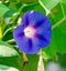 Ipomoea purpurea mauve, pink flower, the purple, tall, or common morning glory, close up.